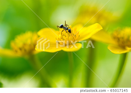 Ezo no Ryukinka and ants Ezo no Ryukinka and ants 65017145