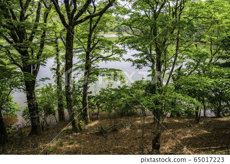 (Shizuoka Prefecture) Amagi Hatchoike (Shizuoka Prefecture) Amagi Hatchoike 65017223
