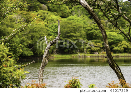 (Shizuoka Prefecture) Amagi Hatchoike (Shizuoka Prefecture) Amagi Hatchoike 65017229