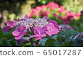hydrangea   65017287