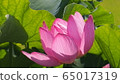 Lotus flower  65017319