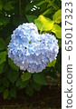 Heart hydrangea 65017323