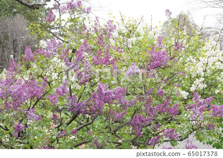 紫丁香 65017378