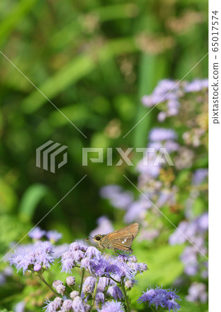 白花和agelatum花 65017574