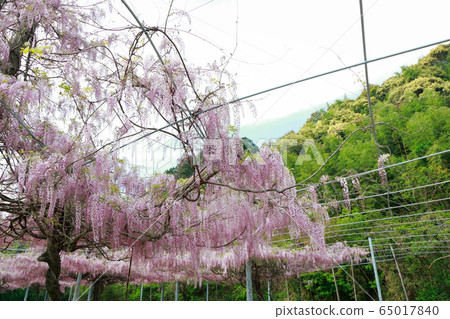 紫藤花 紫藤花 65017840