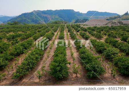 Mandarin orange field Mandarin orange field 65017959