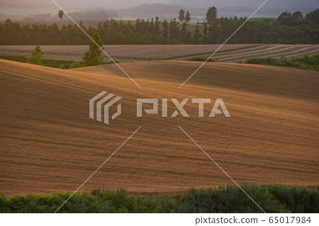 發光在日落的麥田 發光在日落的麥田 65017984