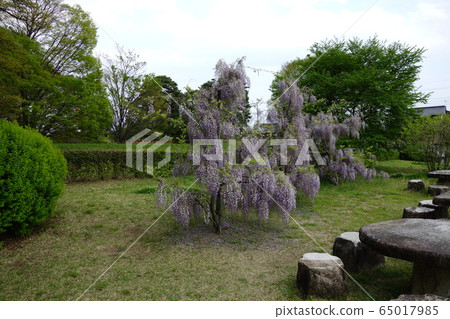 大室公園 65017985