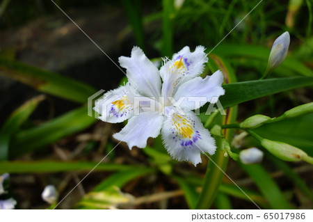 等到薩沙 等到薩沙 65017986