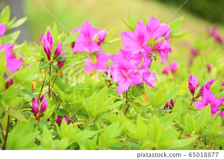 杜鵑花的花 杜鵑花的花 65018877