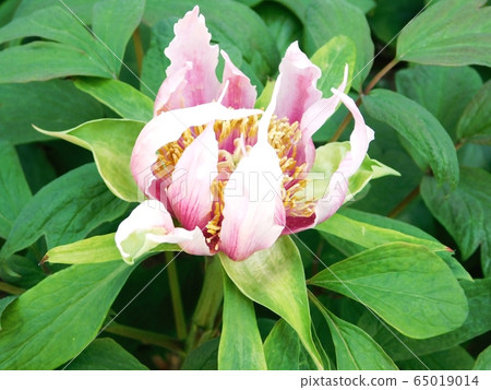 Peony flower "Phoenix dance" petals 65019014