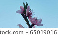 Peach tree blossom blue sky and pretty flowers 65019016