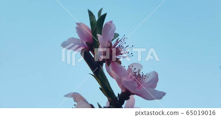 Peach tree blossom blue sky and pretty flowers Peach tree blossom blue sky and pretty flowers 65019016