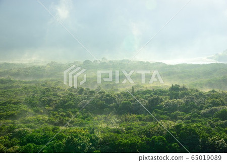 Amami Oshima, a fresh green dazzling early morning mangrove 1 Amami Oshima, a fresh green dazzling early morning mangrove 1 65019089