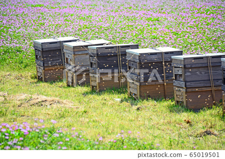 Astragalus and honeycomb 65019501