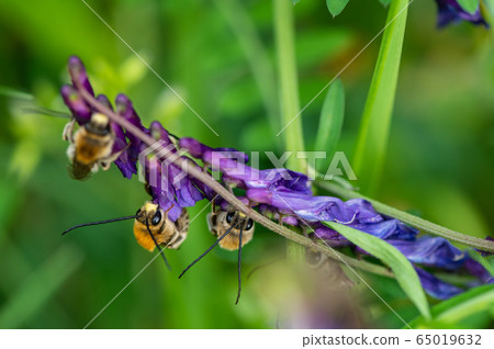 NIPPON HIGENNAGA Honeybee 65019632