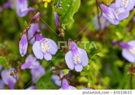 開花在春天領域的紫色苔蘚花 65019633