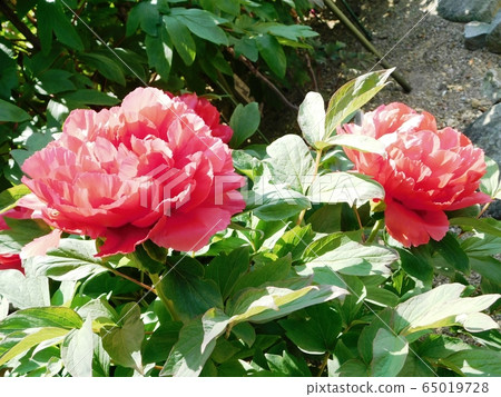 Peony flower "Koyo" Peony flower "Koyo" 65019728