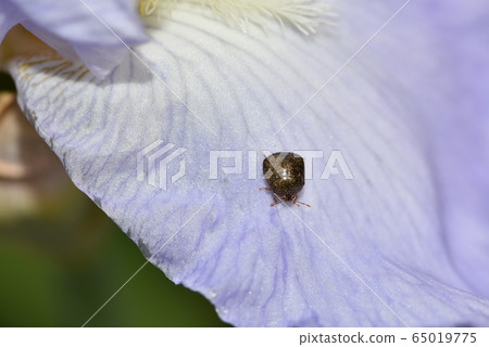 三月椿象 65019775