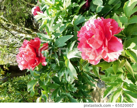 牡丹花“新月” 65020007