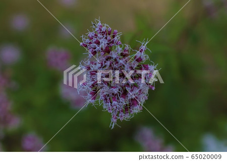 野花 野花 65020009