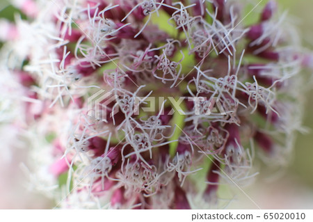 野花 野花 65020010