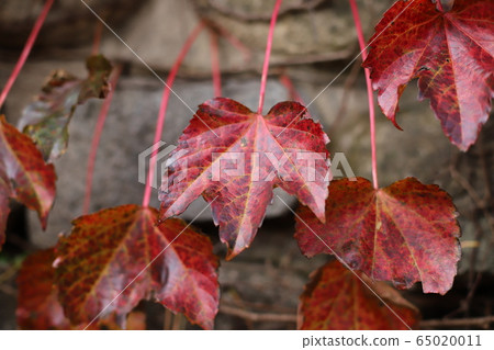 野花 野花 65020011