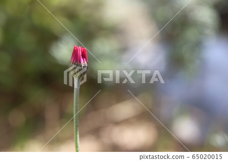 野花 野花 65020015