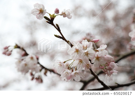 野花 野花 65020017