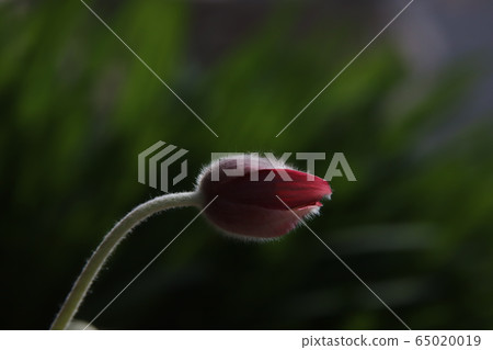 野花 野花 65020019