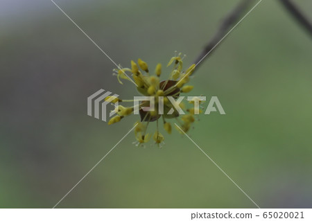 野花 野花 65020021