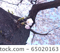 Cherry Blossom 65020163
