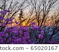 Sunset and azalea 65020167