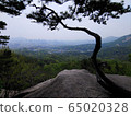 Bukak Mountain Pine 65020328