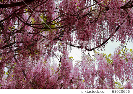  紫藤花 65020696