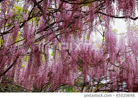 Wisteria flowers Wisteria flowers 65020698