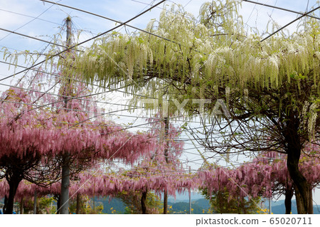 Wisteria flowers Wisteria flowers 65020711