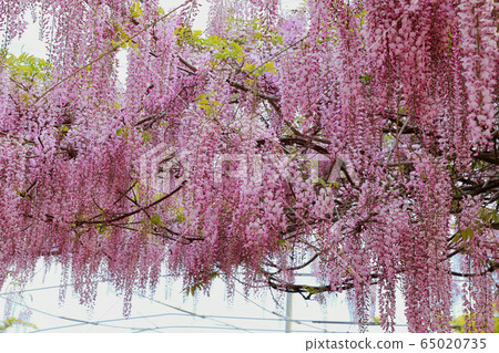 紫藤花  紫藤花 65020735