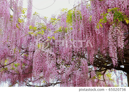 紫藤花  紫藤花 65020736