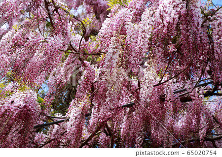 Wisteria flowers Wisteria flowers 65020754