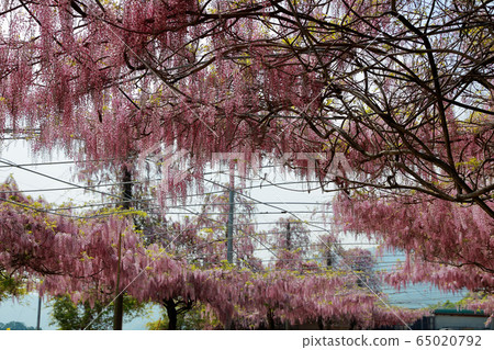  Wisteria flowers 65020792