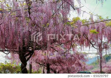  Wisteria flowers 65020797