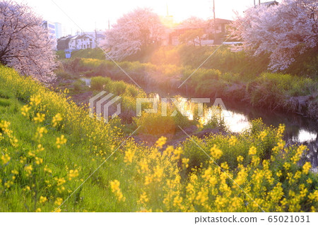 強姦花朵和櫻花 強姦花朵和櫻花 65021031