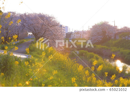 強姦花朵和櫻花 65021032