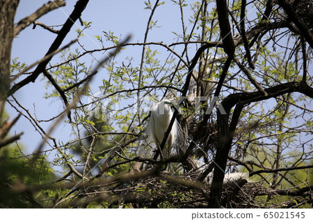 Beautiful scenery with great egret Beautiful scenery with great egret 65021545