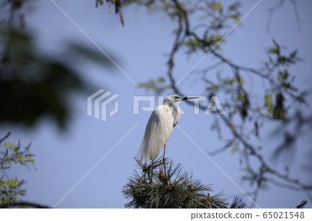 Beautiful scenery with great egret 65021548