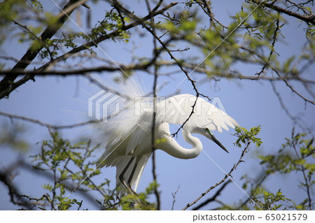 Beautiful scenery with great egret 65021579
