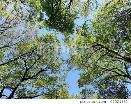 Fresh green season 65021581