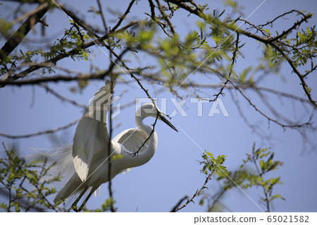 Beautiful scenery with great egret 65021582