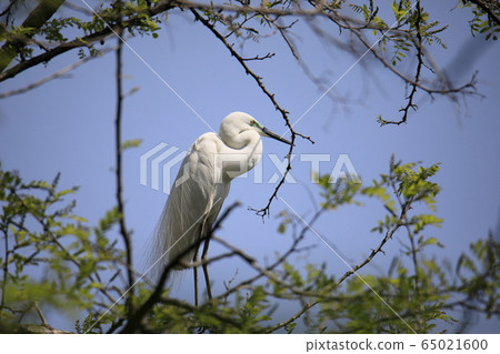 Beautiful scenery with great egret Beautiful scenery with great egret 65021600